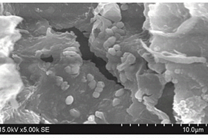 活性污泥-石墨烯氧化物复合材料的制备方法及其应用