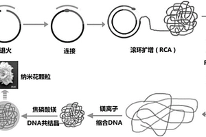 核酸自组装复合纳米花颗粒材料及其制备方法和应用