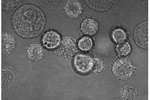 细胞内Ag<Sup>+</Sup>的荧光成像方法