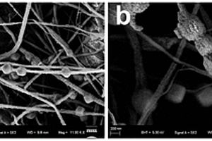 盒状项链多级结构Fe<Sub>7</Sub>S<Sub>8</Sub>/WS<Sub>2</Sub>@C-CNFs锂离子电池负极材料及其制备方法