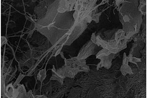 氮磷掺杂碳纤维/石墨烯/细菌纤维素柔性电极材料的制备方法及其应用