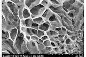 羟基磷灰石基生物复合支架及组织工程骨