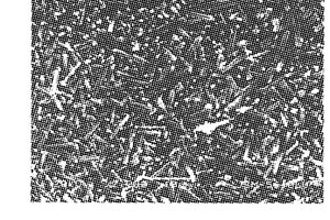 超声波诱导牛血清白蛋白模板法制备棒状羟基磷灰石