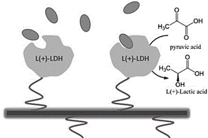 对羧酸基丙酰胺苯基氧化硅、其共固定化L-乳酸脱氢酶复合物及其制备方法