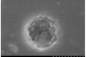 生物硬组织替代和修复材料及其制备方法