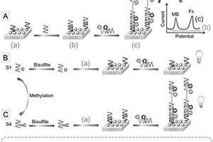 双信号超级三明治电化学传感器检测基因甲基化的方法