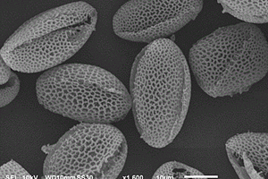 改性花粉生物质碳复合丙烯酸酯类吸油材料的制备及应用