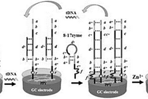 DNA传感器及其制备方法、一种检测短链DNA的方法
