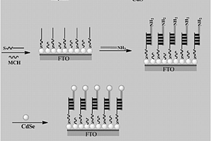 光电化学生物免疫传感器及其制备方法和检测特定碱基序列的应用