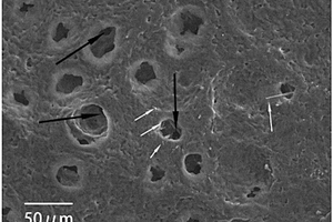 生物活性玻璃纤维-聚己内酯复合膜及其制备方法与应用