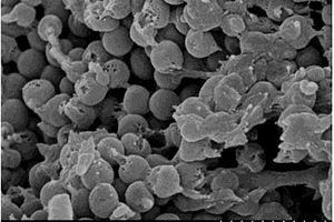 聚合物纳米二氧化硅抗温耐盐降失水剂及其制备方法