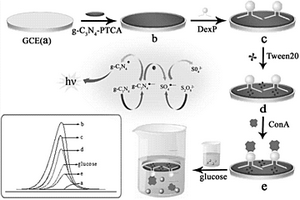 无酶ECL葡萄糖传感器