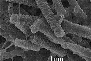 以富勒烯纤维作模板制备螺纹状聚苯胺微纳米管的方法及其产品