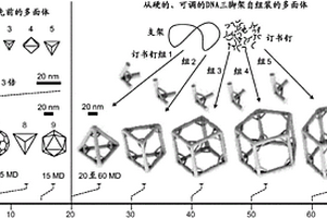 由自组装的含顶点的固定角度核酸结构形成的核酸多面体