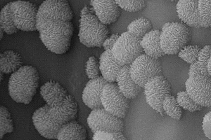 分级结构生物质炭纤维/TiO<sub>2</sub>光催化降解氨氮材料及其制备方法