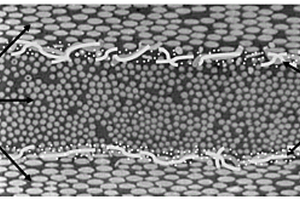 芳纶纤维/碳纳米管复合增强碳纤维树脂预浸料