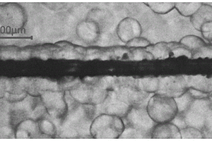 聚丙烯/竹纤维界面横晶结构的诱导方法