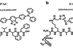 四元变构丙酮酸同工酶M2型激活肽及其在逆转沃伯格效应和肿瘤化疗中的应用