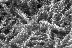 磷化镍-氮掺杂氧化石墨箔复合纳米材料的制备方法