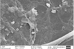 纳米纤维素的生产方法，和从其生产的纳米纤维素组合物