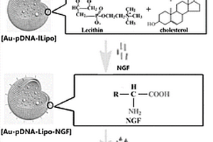 脂质体修饰的金纳米粒复合物及其在治疗帕金森氏症方面的应用