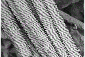 表面褶皱硼碳氮纤维的制备方法