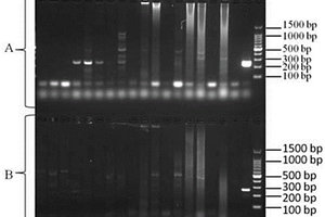 检测禽腺病毒4型的纳米PCR方法、试剂盒及应用