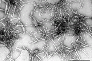 高羧基官能度的纤维素纳米晶的制备方法