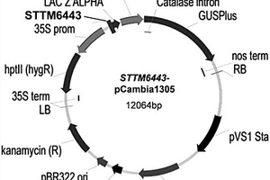 miRNA PtomiR6443在调控木质素S/G值中的应用