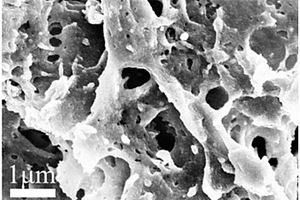 海绵状多孔结构二氧化钛光催化剂及其制备与应用