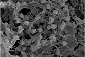 硫化镍颗粒/纤维素基复合碳气凝胶材料的制备方法