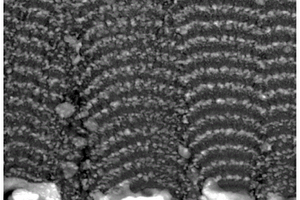 仿贝壳多拱形结构纳米复合涂层、其制备方法与应用