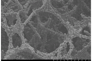 氮钴共催化的三维氮掺杂碳夹层及其制备方法