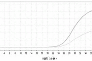 实时荧光核酸恒温扩增检测试剂盒及其应用