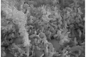 富镍NCM811纳米颗粒的制备方法