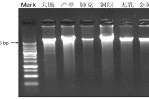 磁珠法微生物基因组DNA的提取试剂盒及提取方法