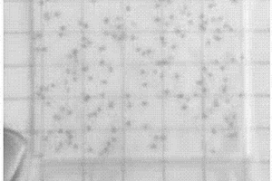 金黄色葡萄球菌显色培养基及检测测试片