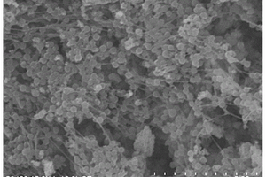 插层聚合物锂离子筛/PVDF膜及其制备方法