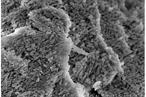本征和金属掺杂纳米多孔片磷酸锰锂材料、其制法与应用