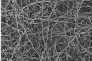多孔碳纳米纤维及其制备方法和锂硫电池