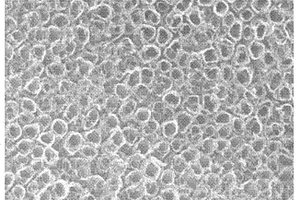 碳掺杂氧化钛纳米管阵列锂电池阳极材料的制备方法