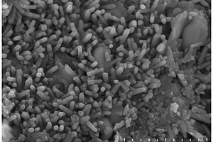 二硫化钨/碳复合纳米棒的制备方法及其制品、应用
