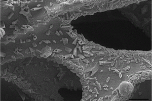泡沫镍基碳纳米管掺杂Sn/SnO/SnO2层状三维多孔负极材料及其制备方法