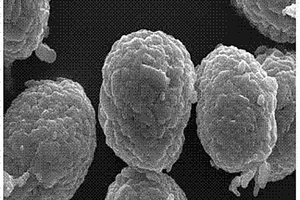 NCM811型高镍三元正极材料制备方法