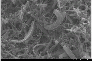 碳纳米管海绵导电浆料及其制备方法和用途