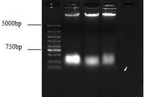 DNA提取液以及芝麻叶片基因组DNA的提取方法
