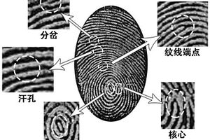 硅烷桥联发光材料及其制备方法、应用和显色剂