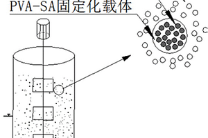 固定化厌氧氨氧化耦合短程反硝化处理城市污水和硝酸盐废水的方法