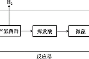 细菌与微藻共培养处理淀粉废水同步产能的方法