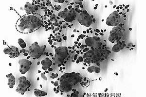 利用好氧颗粒污泥去除和回收有机酸废水中阳离子重金属的装置和方法